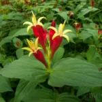 indian pinks spigelia marilandica