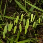indian woodoats chasmanthium latifolium
