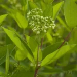 indianhemp apocynum cannabinum 2