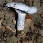 indigo milk mushroom lactarius indigo