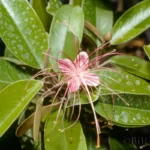 jamaica caper flower quadrella jamaicensis