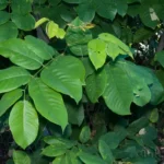 jamaica dogwood piscidia piscipula