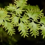 japanese climbing fern lygodium japonicum