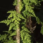 japanese climbing fern lygodium japonicum 2