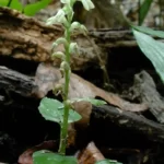jug orchid platythelys latifolia