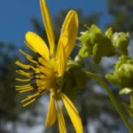 kidneyleaf rosinweed silphium compositum