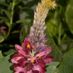 kudzu pueraria montana