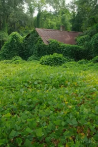 kudzu pueria montana covering house