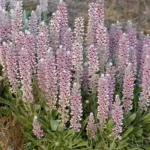 lady lupine lupinus villosus 3
