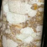 lancewood bark damburneya coriacea