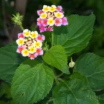 lantana lantana camara