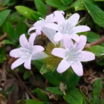 largeflower mexican clover flowers richardia grandiflora