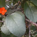 largeleaf geigertree cordia sebestena