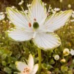 largeleaf grass of parnassas parnassia grandifolia