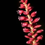 largeleaf jointweed polygonella macrophylla 2