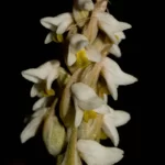 lawn orchid zeuxine strateumatica