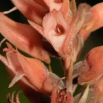 leafless beaked ladiestresses orchid sacoila lanceolata var. lanceolata 2