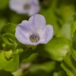 lemon bacopa bacopa caroliniana 3