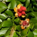lignumvitae guaiacum sanctum 2