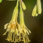 lionsfoot flower nabalus serpentaria