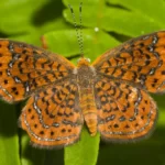 little metalmark calephelis virginiensis 2