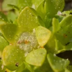 little people lepuropetalon spathulatum 2