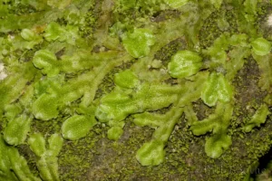 liverworts