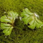 liverworts riccia sp