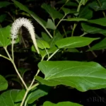 lizards tail saururus cernuus
