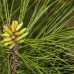 loblolly pine pinus taeda