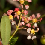 long key locustberry flowers byrsonima lucida