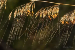 lopsided indiangrass sorghastrum secundum