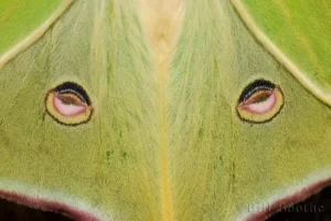 luna moth eyes actias luna