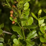 maidenberry crossopetalum rhacoma