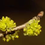 male flowers of northern spicebush lindera benzoin