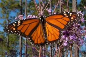 Male Monarch with wings open on Vanillaleaf