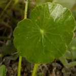 manyflower marshpennywort hydrocotyle umbellata