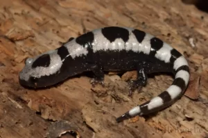 marbled salamander ambystoma opacum