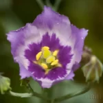 marsh gentian eustoma exaltatum 2