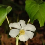 mayapple flower podophyllum peltatum