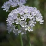 meadow garlic allium canadense var. mobilense