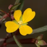 mexican primrosewillow ludwigia octovalvis