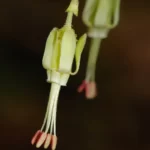miccosukee gooseberry ribes echinellum 2