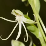 michauxs orchid flower habenaria quinqueseta