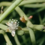 mistletoe cactus flower rhipsalis baccifera