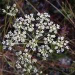 mock bishopweed ptilimnium capillaceum