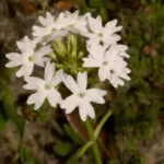 moss verbena glandularia pulchella