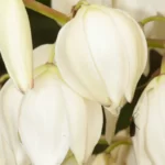 moundlily yucca yucca gloriosa