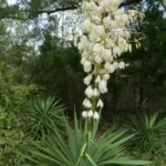 moundlily yucca yucca gloriosa 2