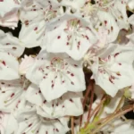 mountain laurel kalmia latifolia 2